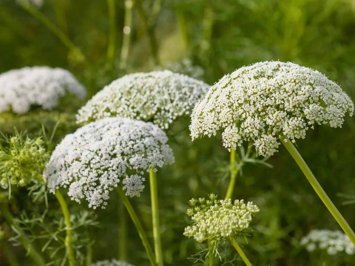 dzika marchew kwiatostan ptasie gniazdo