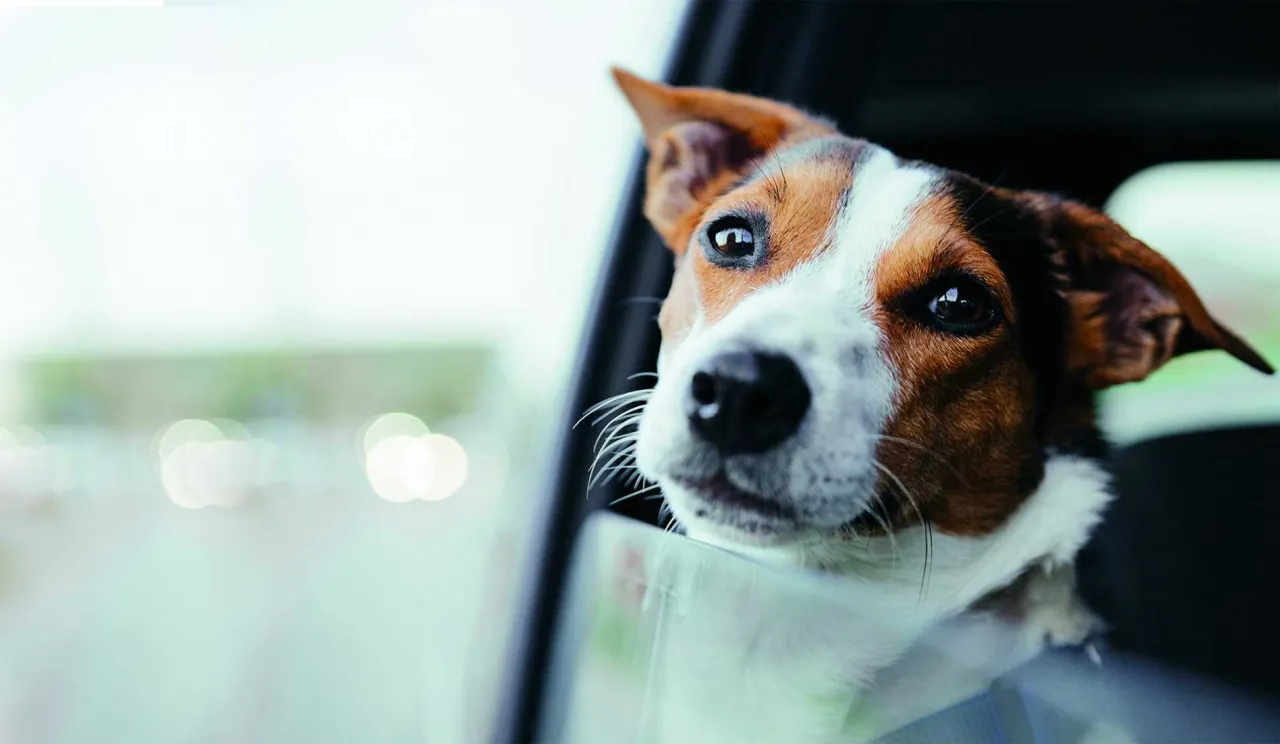 Szczeniak z zaciekawieniem wygląda przez okno samochodu. Dowiedz się, jak przewozić szczeniaka w samochodzie bezpiecznie i komfortowo.