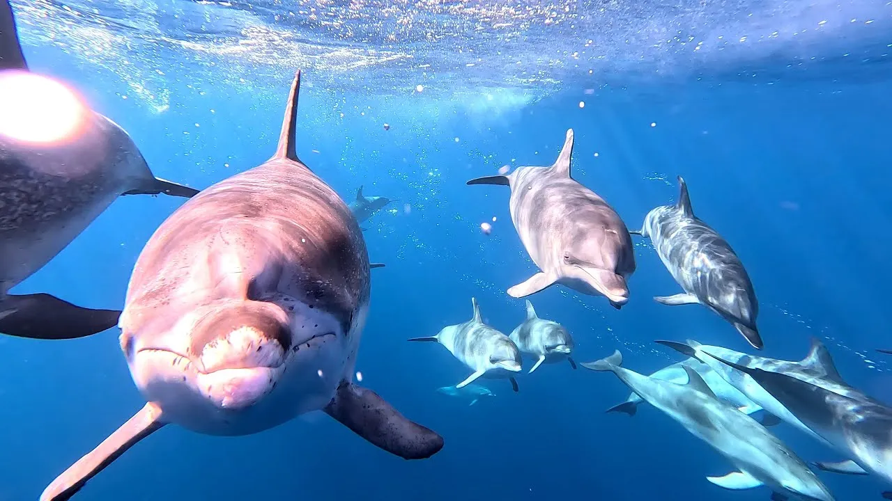 Ludzie na łodzi obserwujący delfiny na otwartym morzu