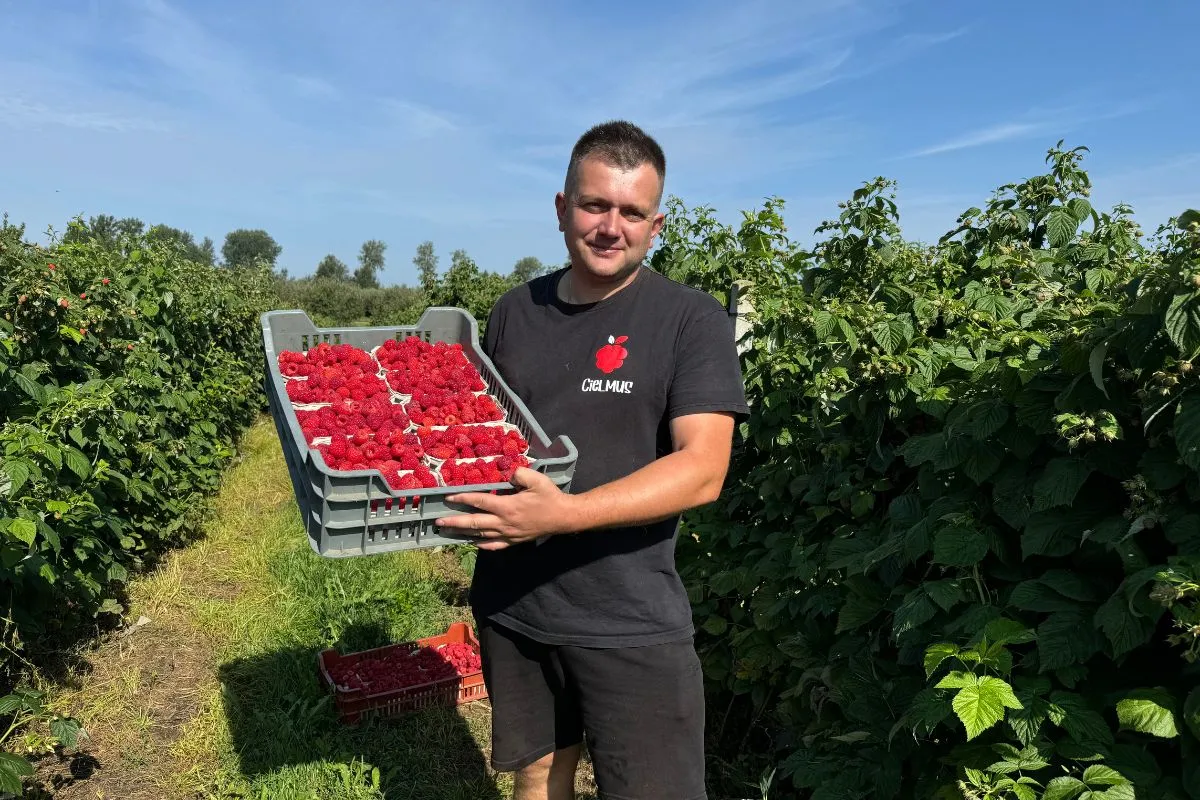 samozbiory malin na plantacji