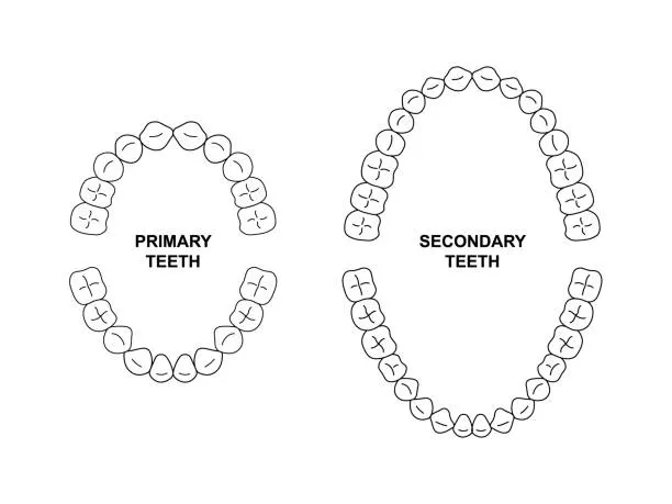 schemat uzębienia człowieka dziecko dorosły