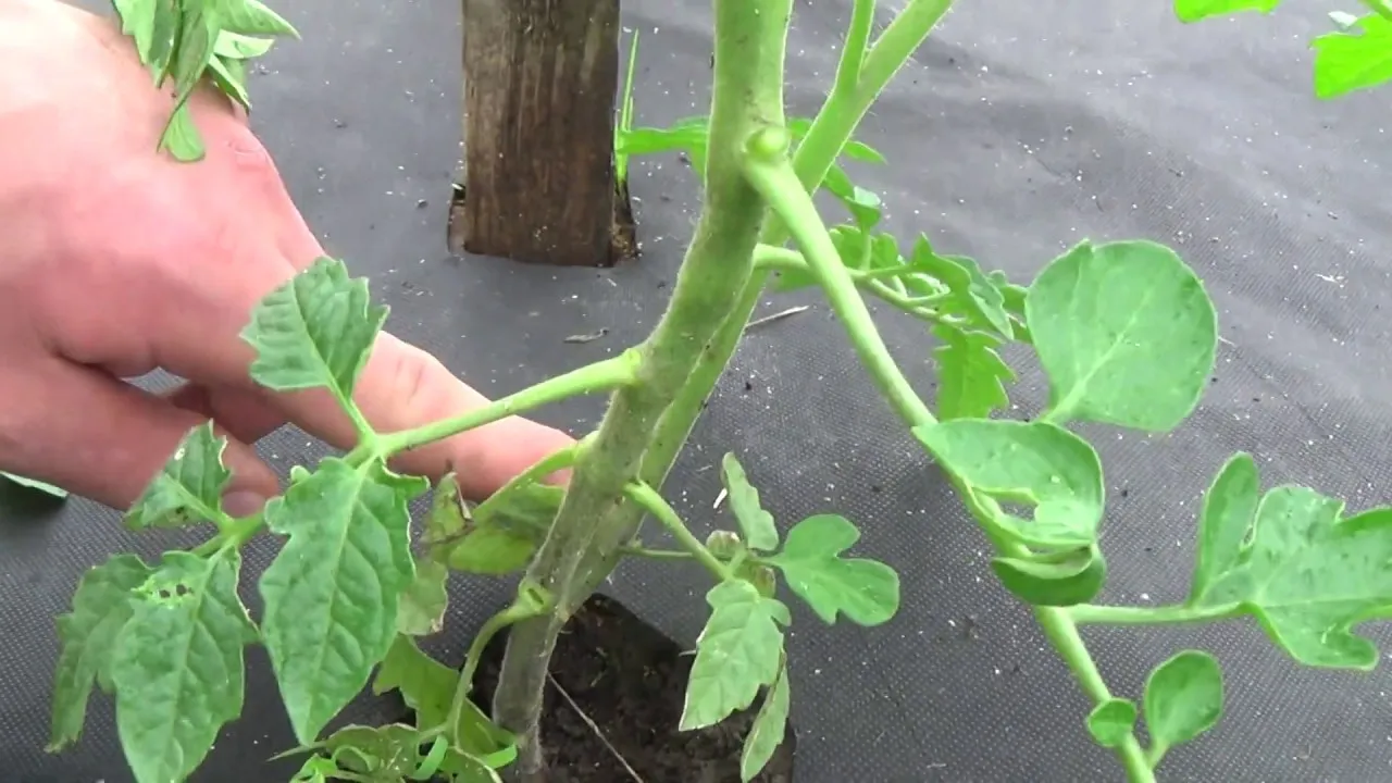 jak wyglądają wilki pomidorów