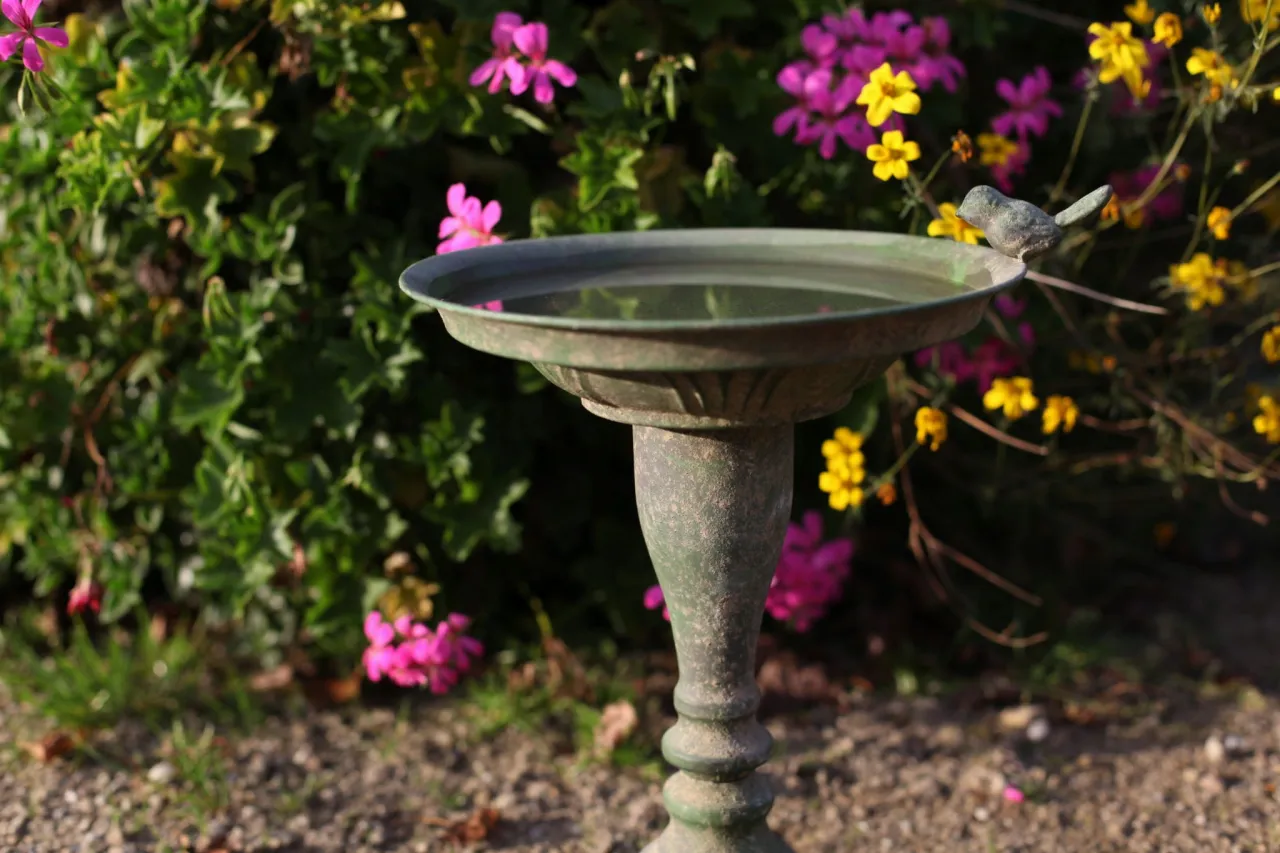 czyste poidełko dla ptak&oacute;w