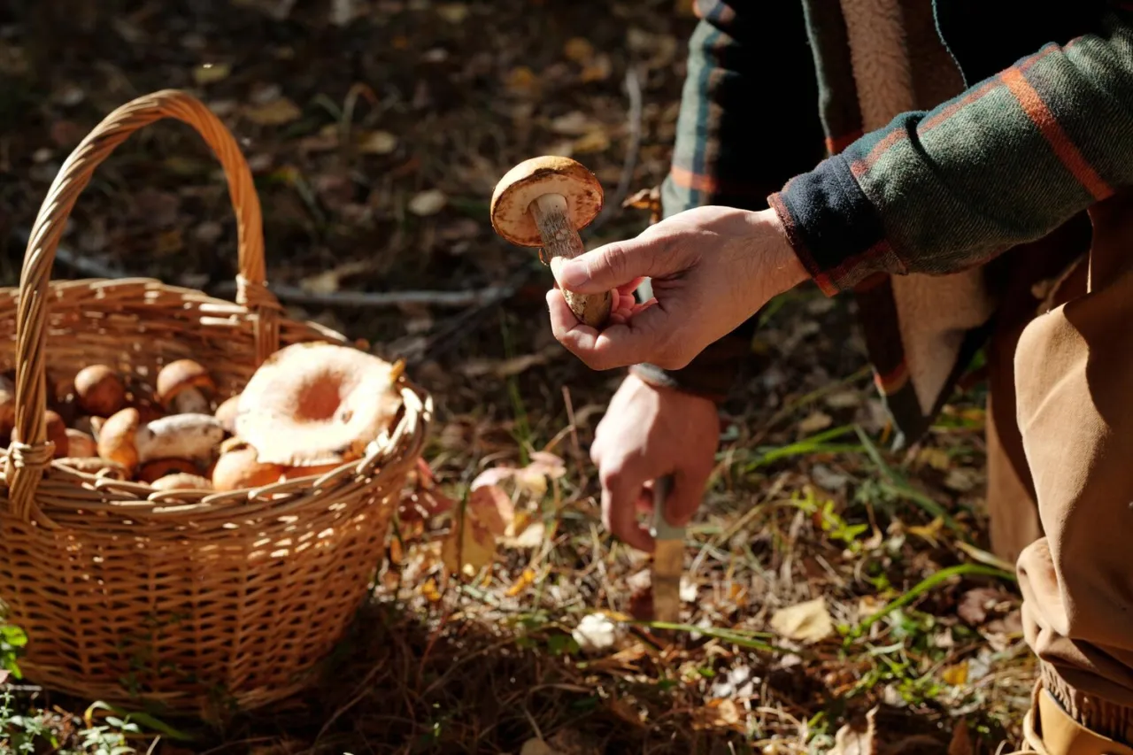 różne scenariusze snu o grzybach