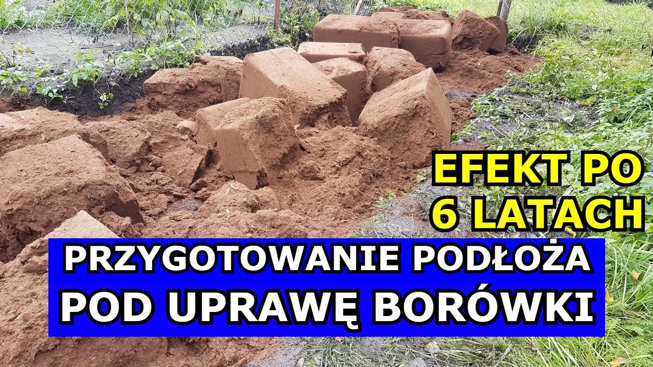 przygotowanie stanowiska pod borówki amerykańskie