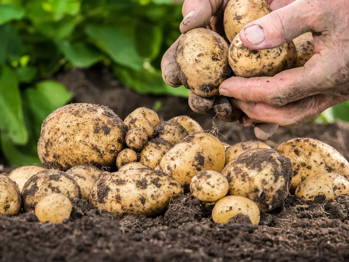 Świeżo wykopane ziemniaki wczesne, gotowe do zbioru. Ręce rolnika trzymają garść bulw prosto z ziemi.