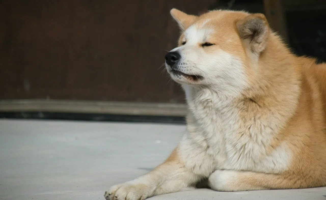 narzędzia do pielęgnacji sierci akita inu