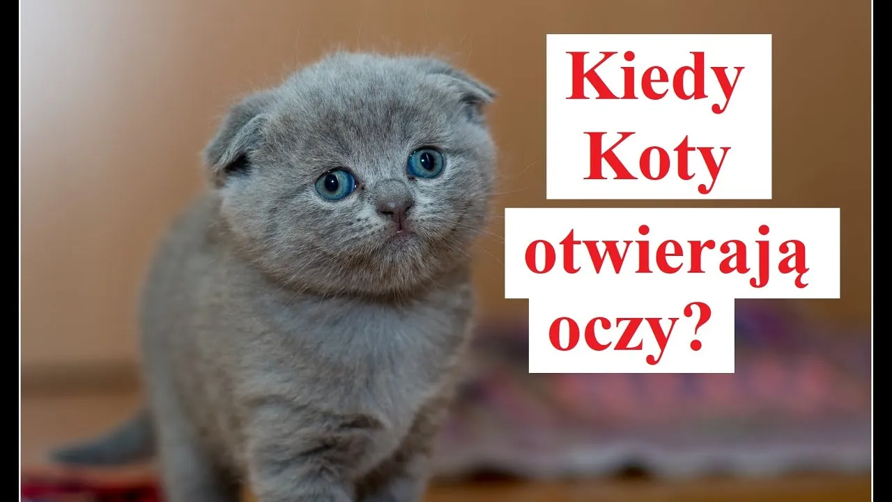 Zdjęcie Kiedy kotki otwierają oczy? Zaskakujące fakty o ich rozwoju
