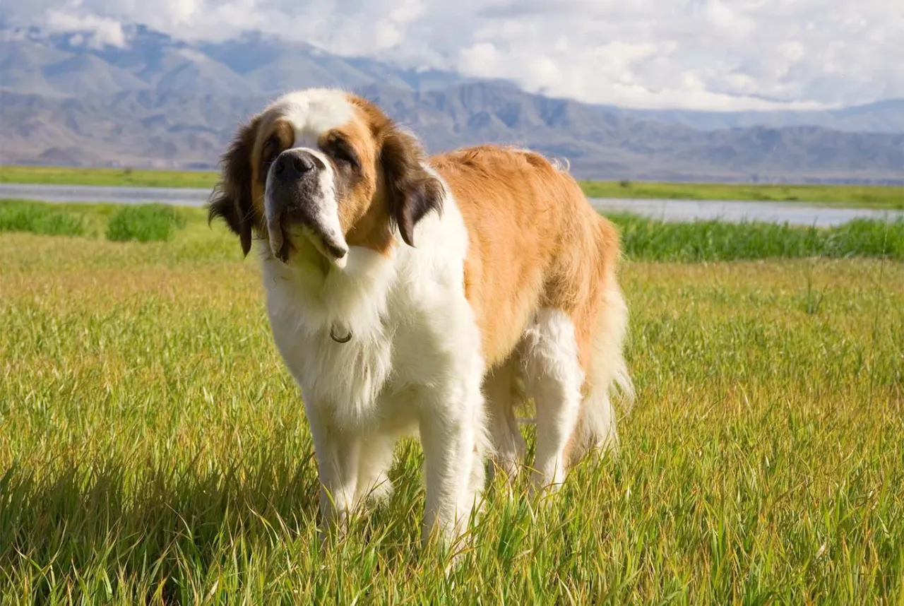 pies z zadowolonym brzuchem