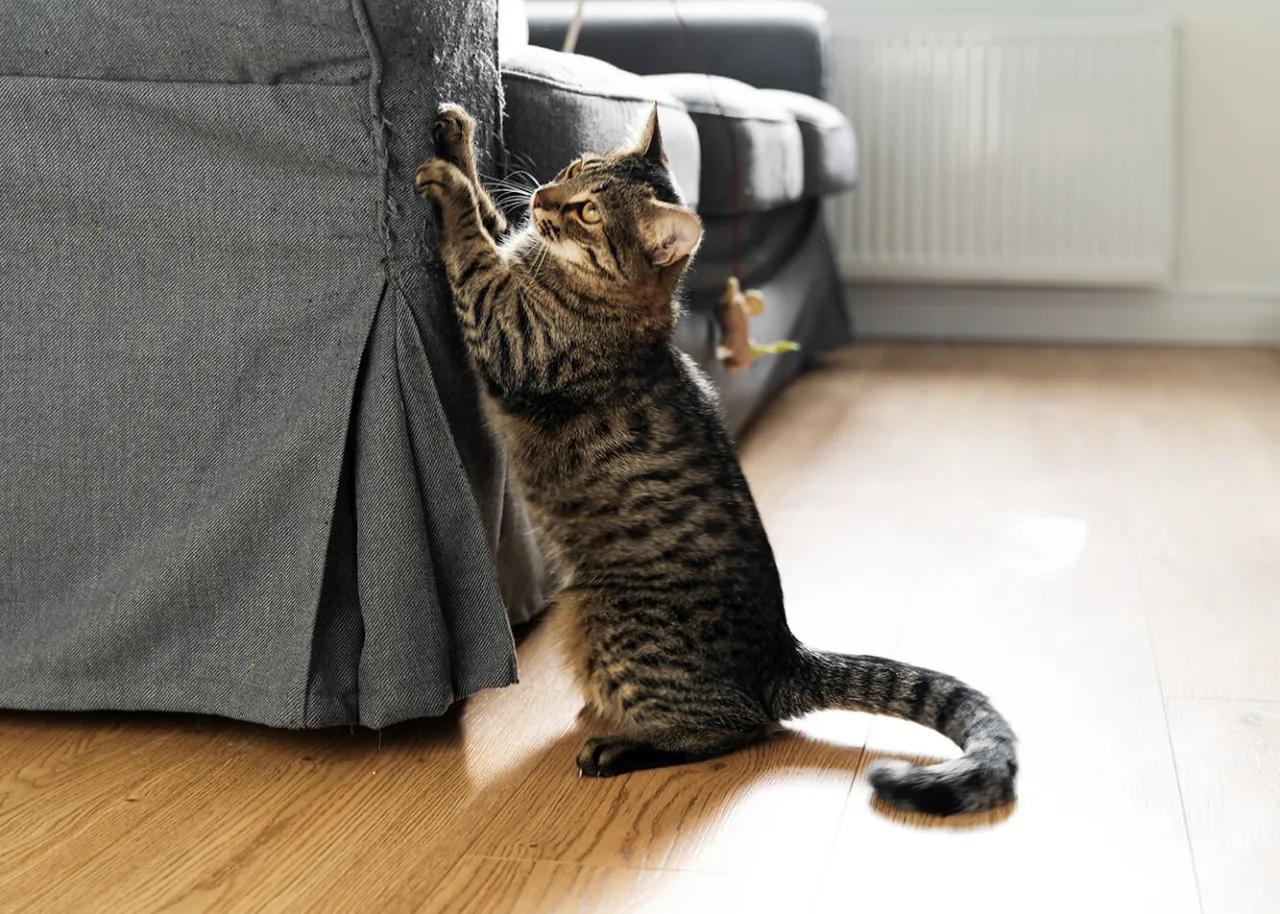 Kot drapie meble dlaczego