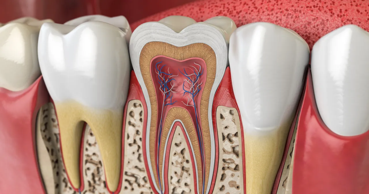 Przekrój zęba z widocznymi naczyniami krwionośnymi i nerwami. Czy zęby to kości? Nie, choć są twarde, mają inną budowę.