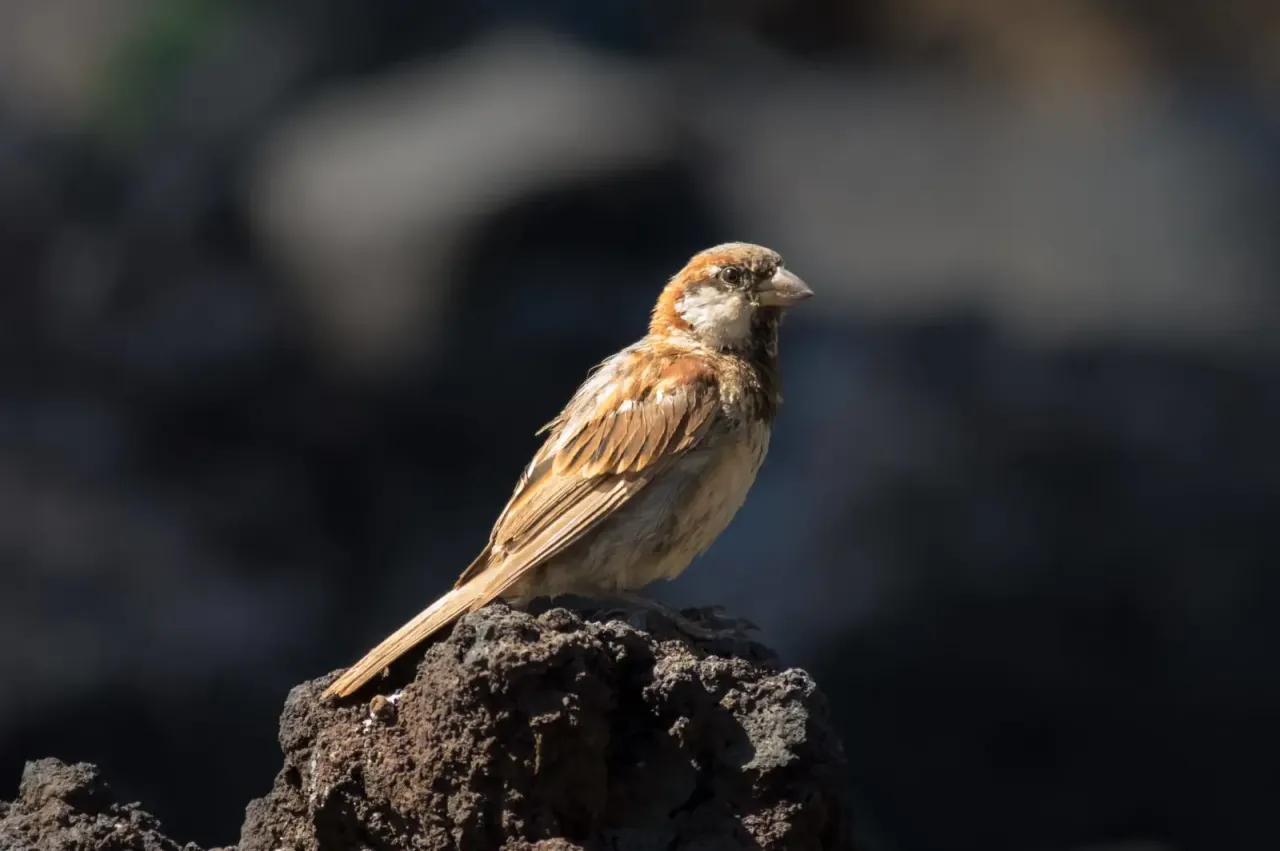 wróbel domowy siedlisko mazurek siedlisko