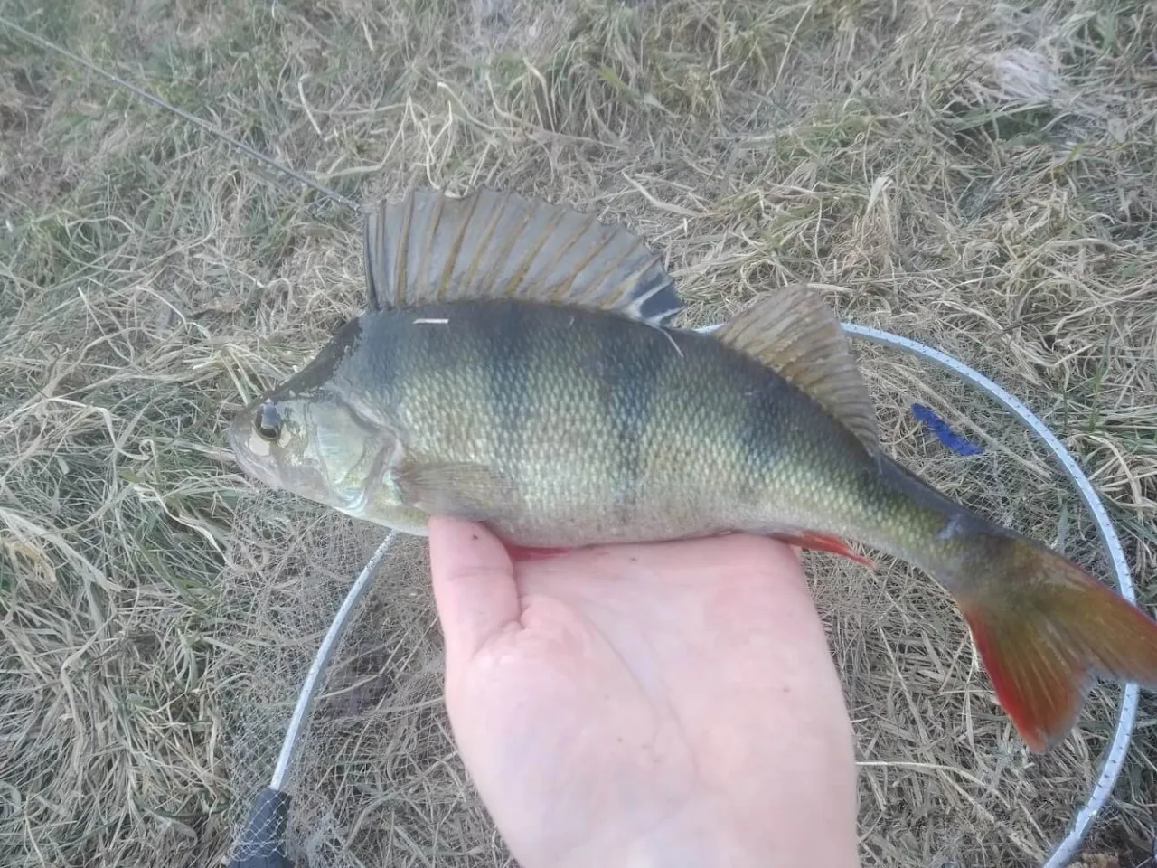 Oto dowód, że czy można łowić na spinning w styczniu! Złapany okoń na tle zimowej trawy.