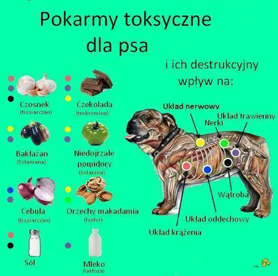 toksyczne jedzenie dla psa