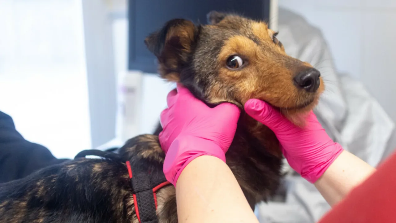 pies reagujący na szczepienie w lecznicy