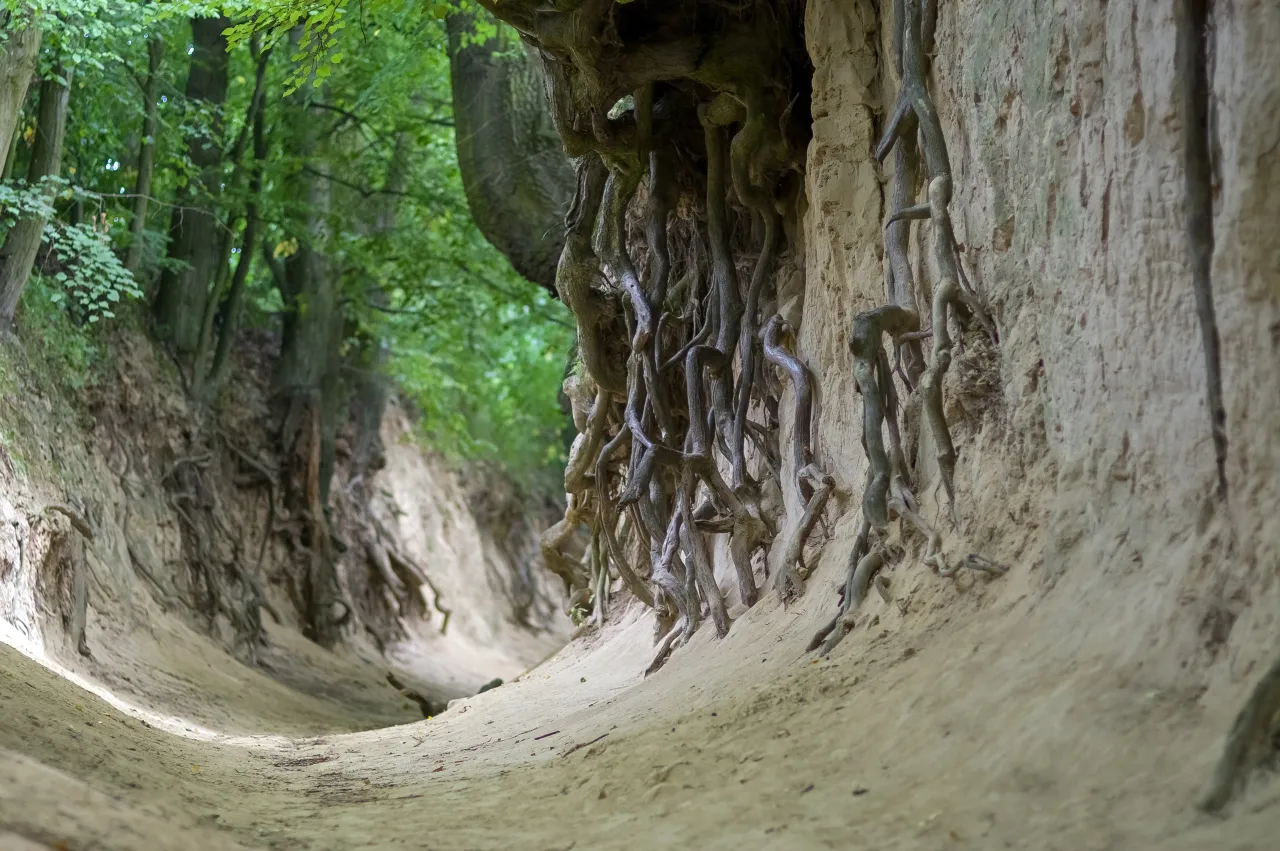 Wąw&oacute;z Korzeniowy D&oacute;ł Kazimierz Dolny