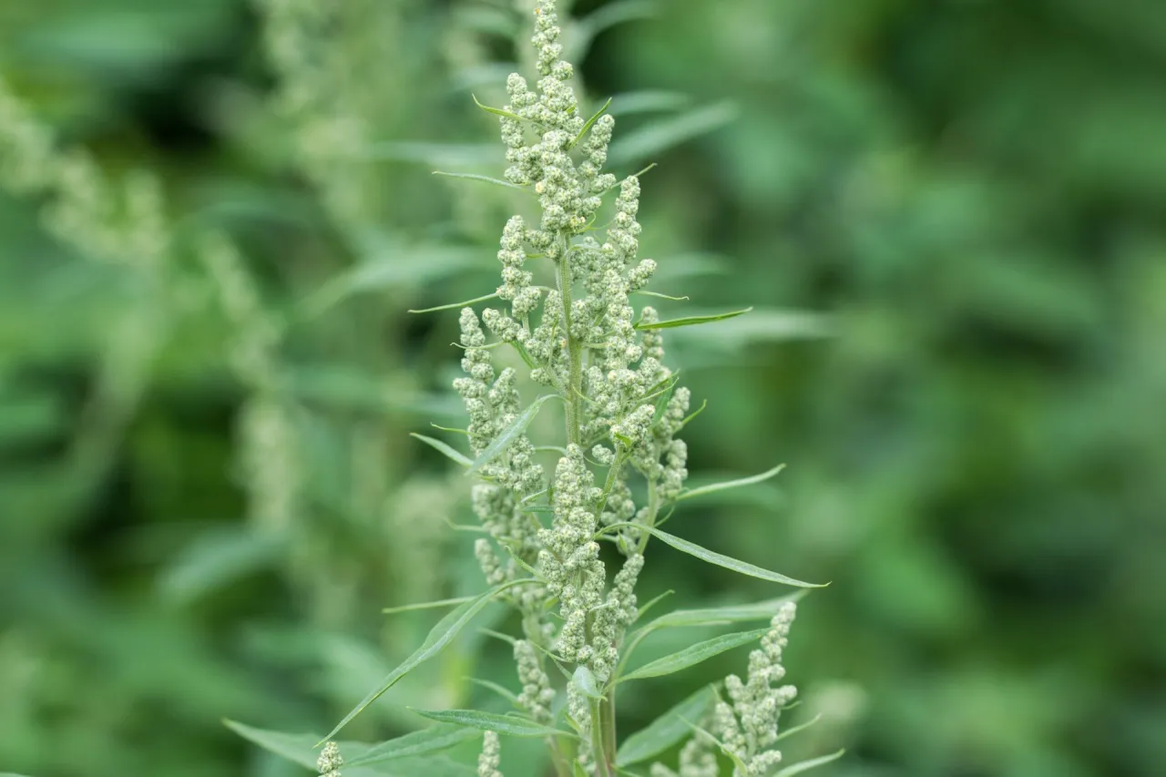 komosa biała jadalna zastosowania kulinarne