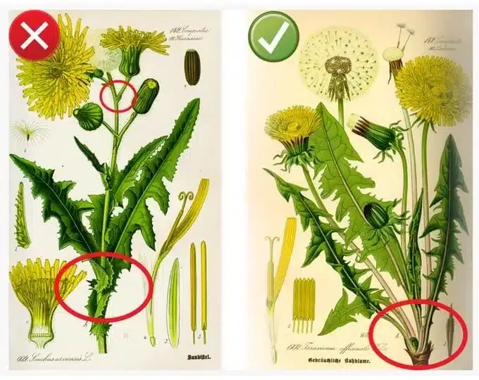 mniszek lekarski liście kwiaty