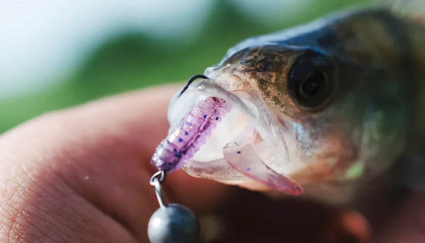 r&oacute;żne przynęty naturalne na płoć