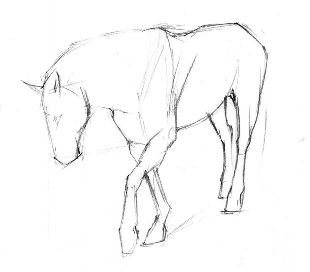 rysunek konia krok po kroku szkic
