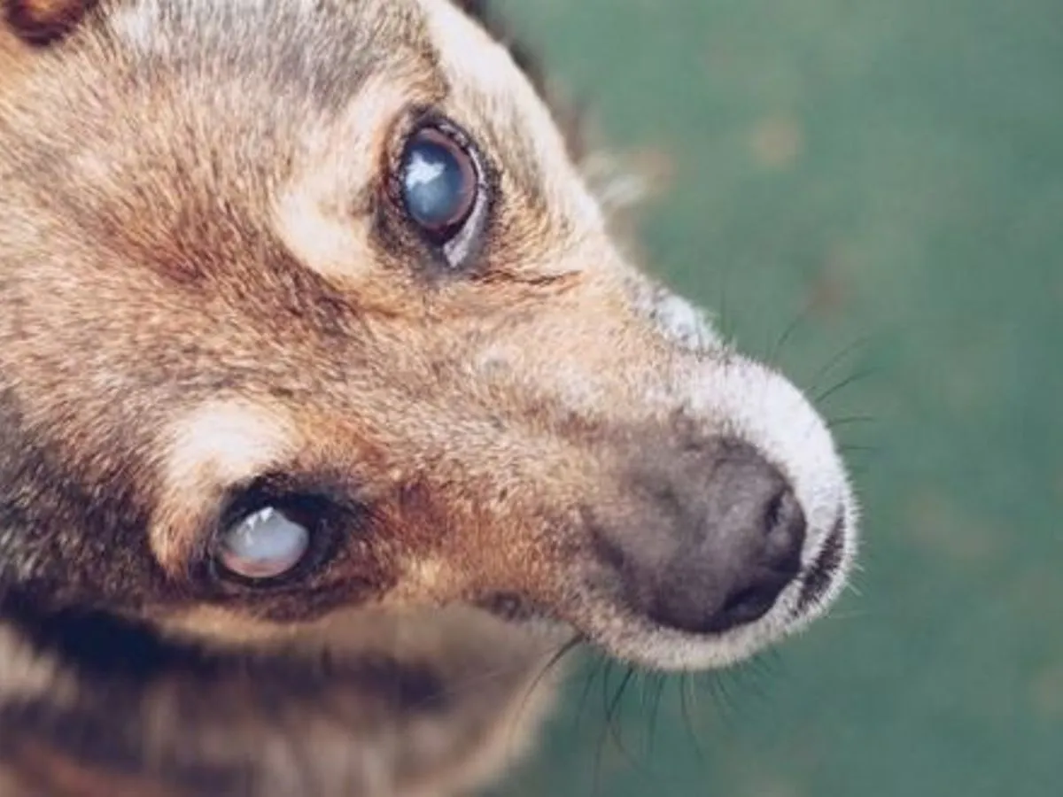 Pies z zaćmą cukrzycową