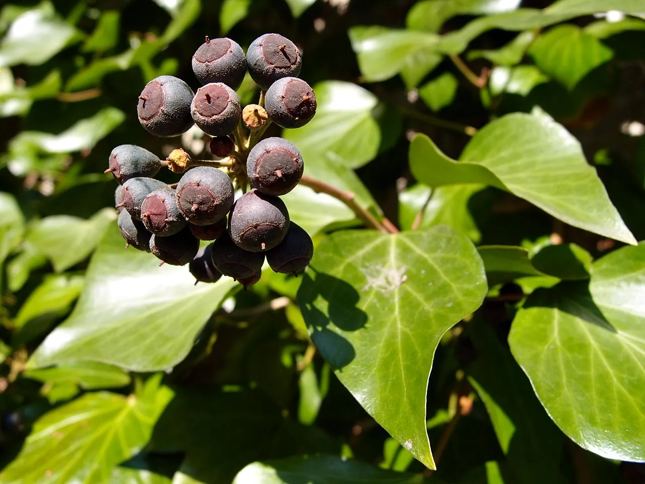 owoce bluszczu pospolitego