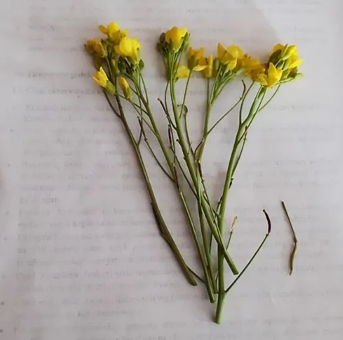 r&oacute;żne kwiaty polne do zielnika