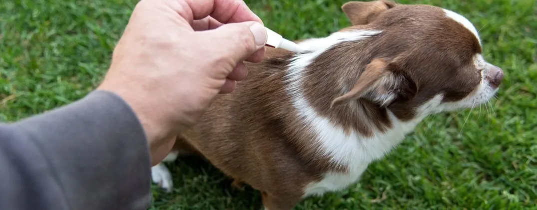 tabela porównawcza obroże krople tabletki dla psa
