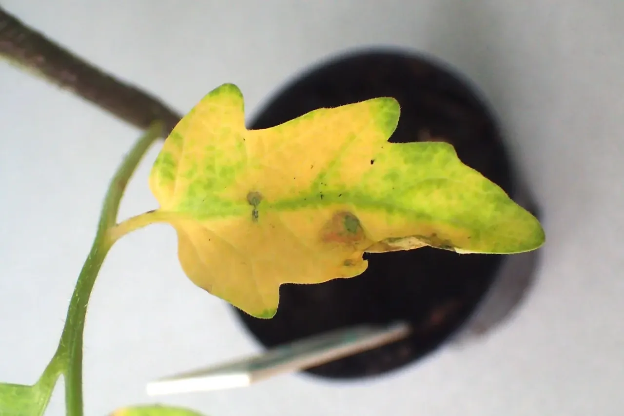 Młoda roślinka pomidora z widocznym problemem: ż&oacute;łkną liście pomidor&oacute;w, z zielonymi żyłkami i plamkami.