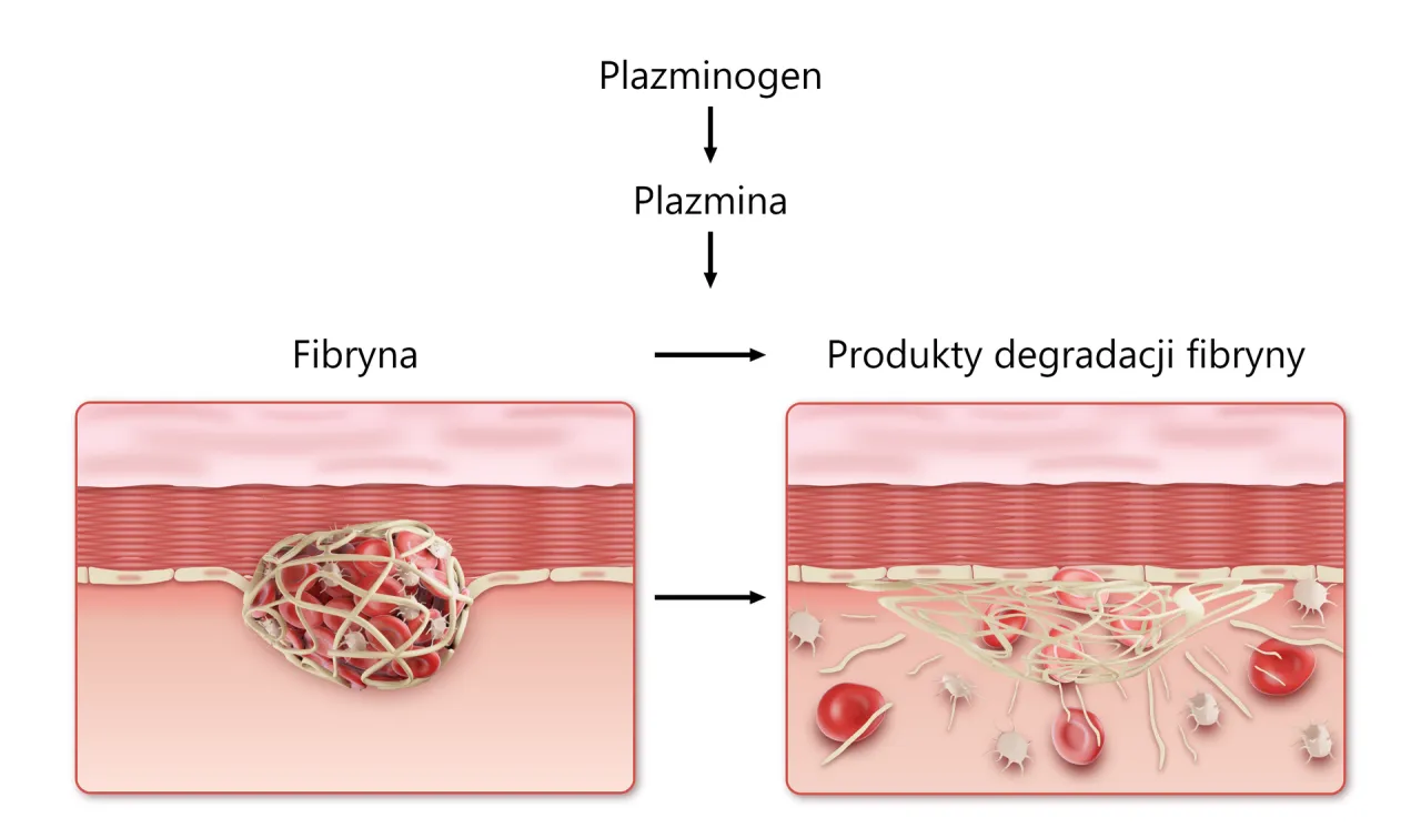 schemat kaskady krzepnięcia krwi