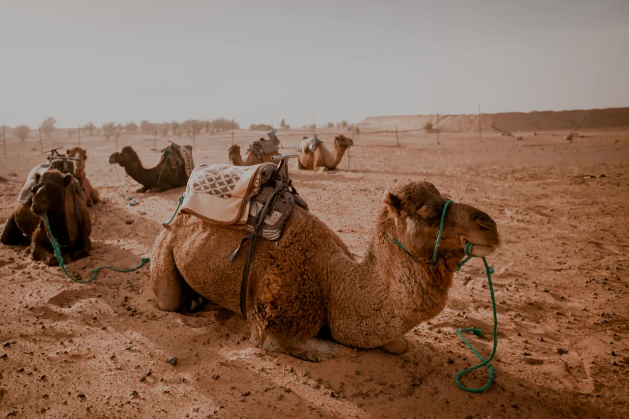 Pustynia Sahara Maroko zach&oacute;d słońca wielbłądy