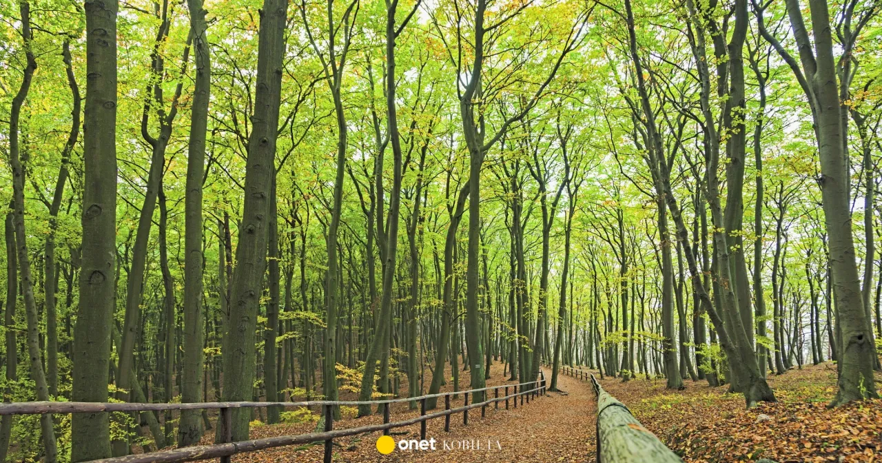 ścieżka przez las w stronę słońca symbolizująca proces terapeutyczny