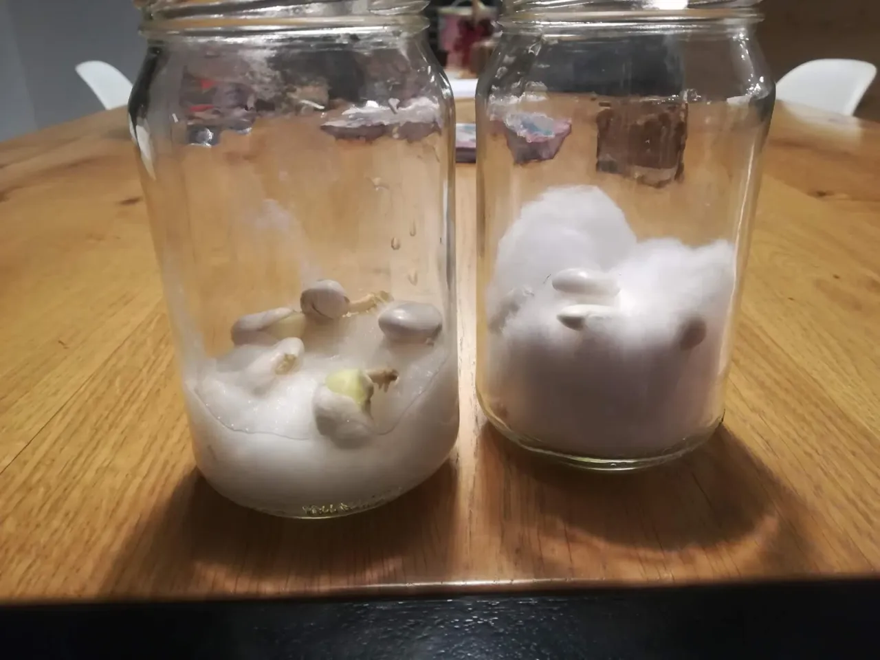 materiały do eksperymentu z fasolą słoik wata nasiona