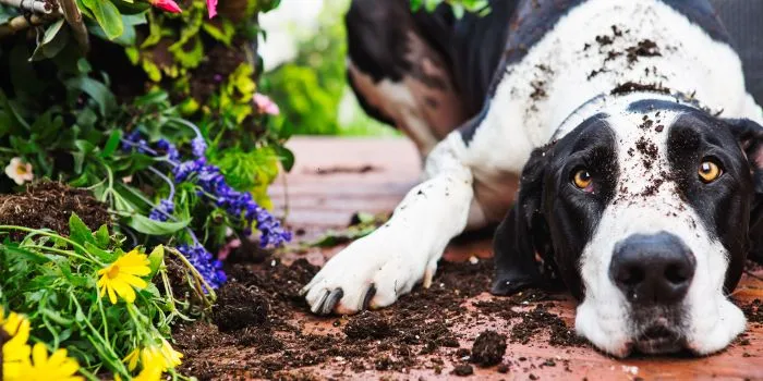 Ogród bezpieczny dla psa