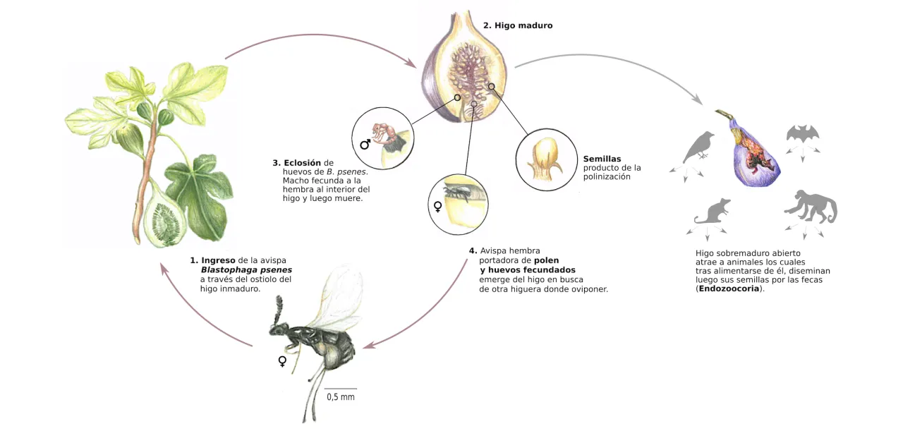 cykl życia osy figowej w fidze diagram