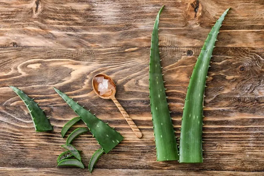 Aloes zastosowania zdrowotne
