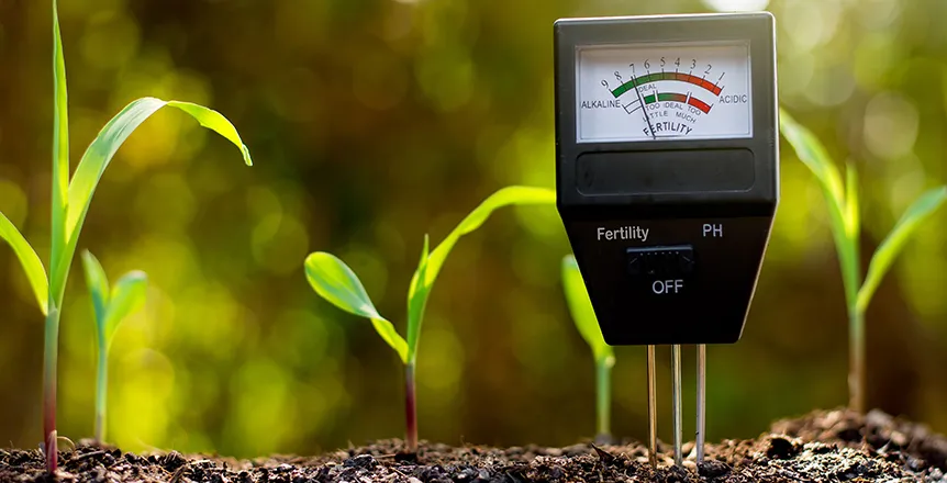 Jak zbadać pH gleby w ogrodzie