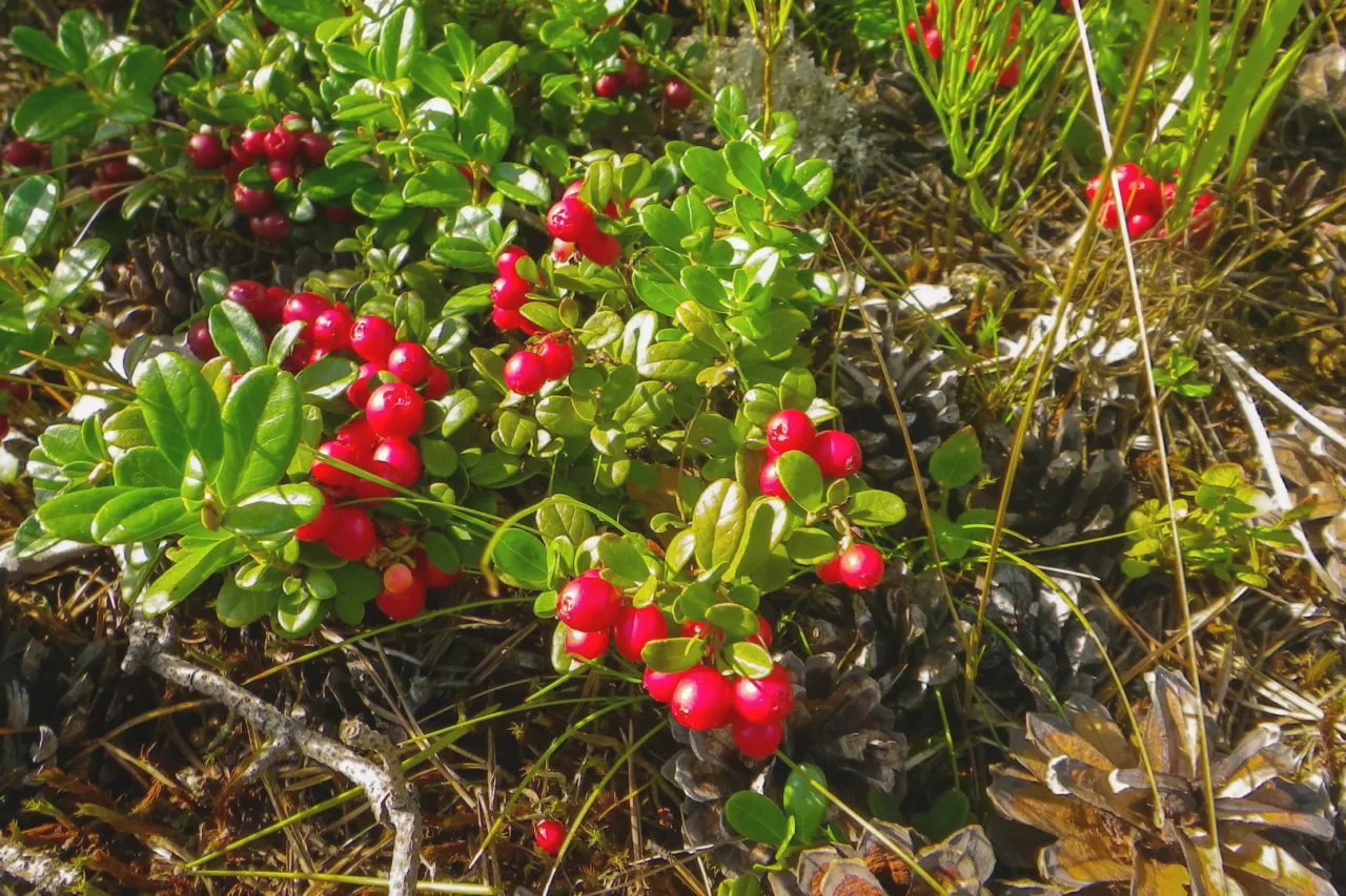 żurawina na krzaku jesienią