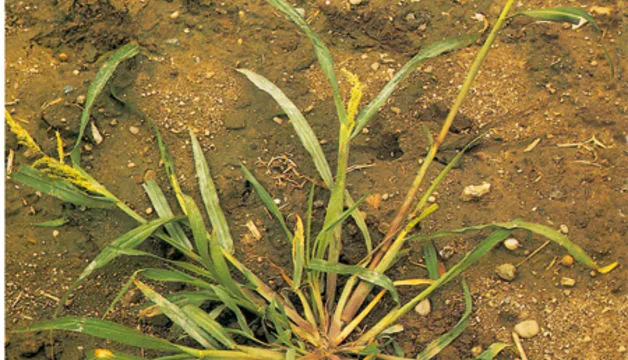 Chwastnica jednostronna identyfikacja