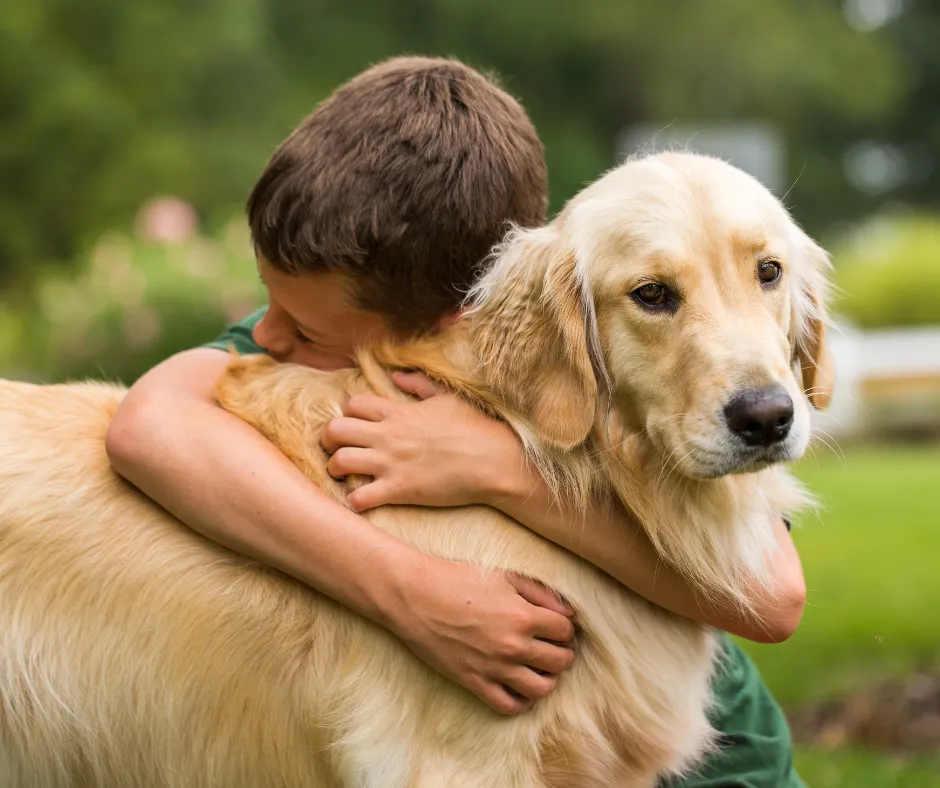 Zdjęcie Czy golden retriever uczula? Odkryj prawdę o alergiach na psy
