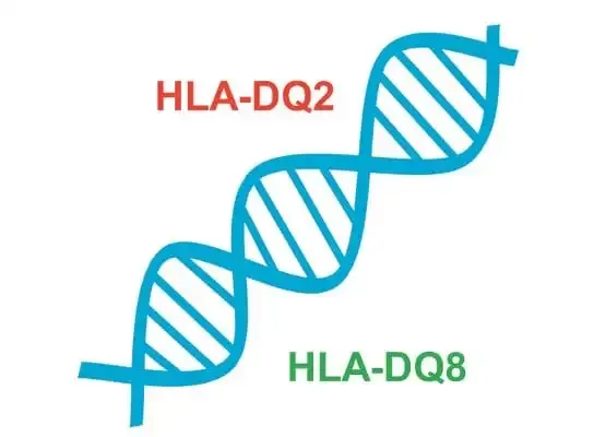 DNA geny celiakia HLA-DQ2 DQ8