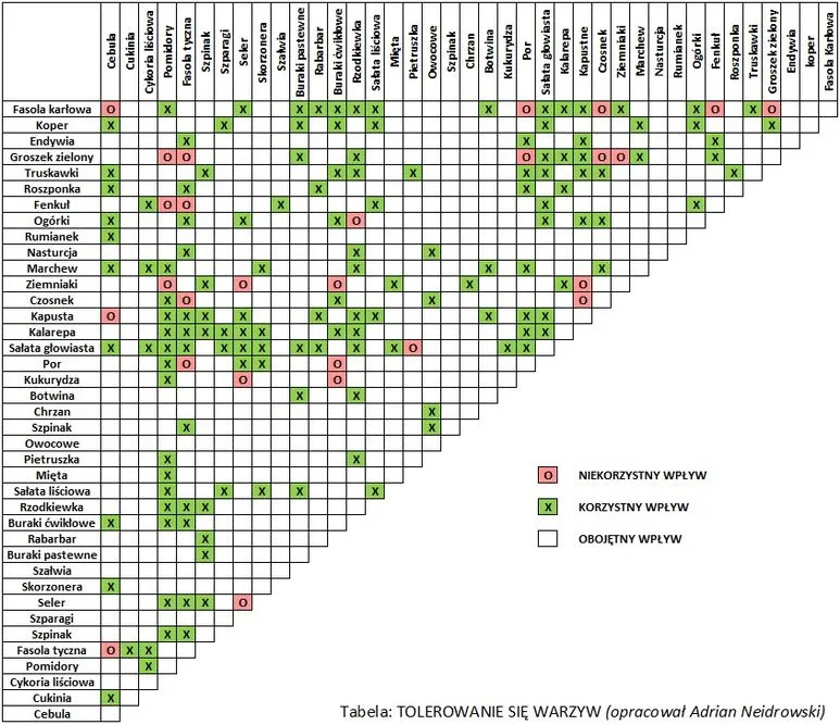 dobre sąsiedztwo roślin w ogrodzie, warzywa rosnące razem