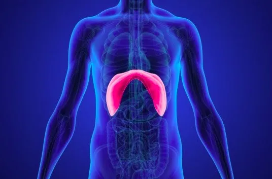 anatomia przepony i układu oddechowego