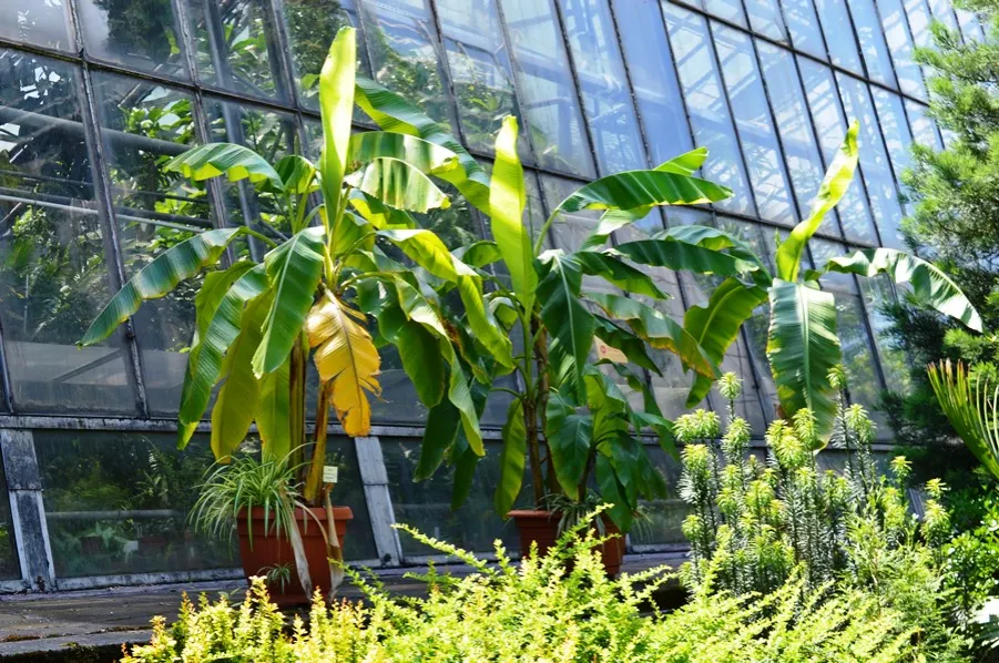 zimowanie roślin egzotycznych w oranżerii