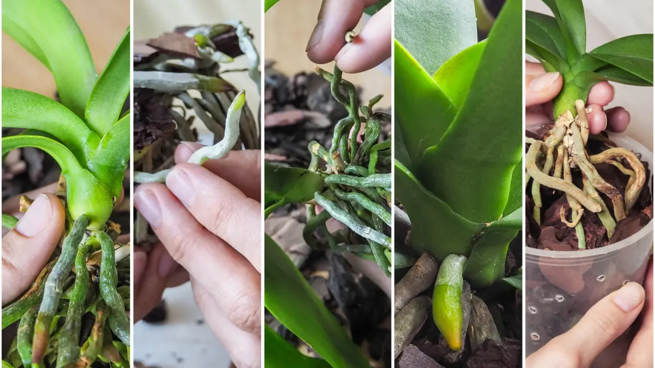 Por&oacute;wnanie zdrowych i zgniłych korzeni storczyka