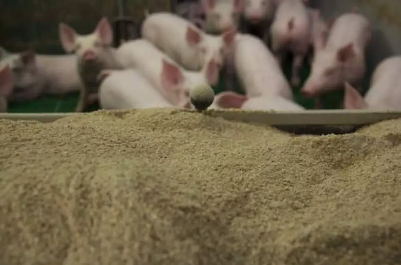 Małe prosięta w zagrodzie, jedzące z koryta. Pokazane przykładowe dawki pokarmowe dla świń.