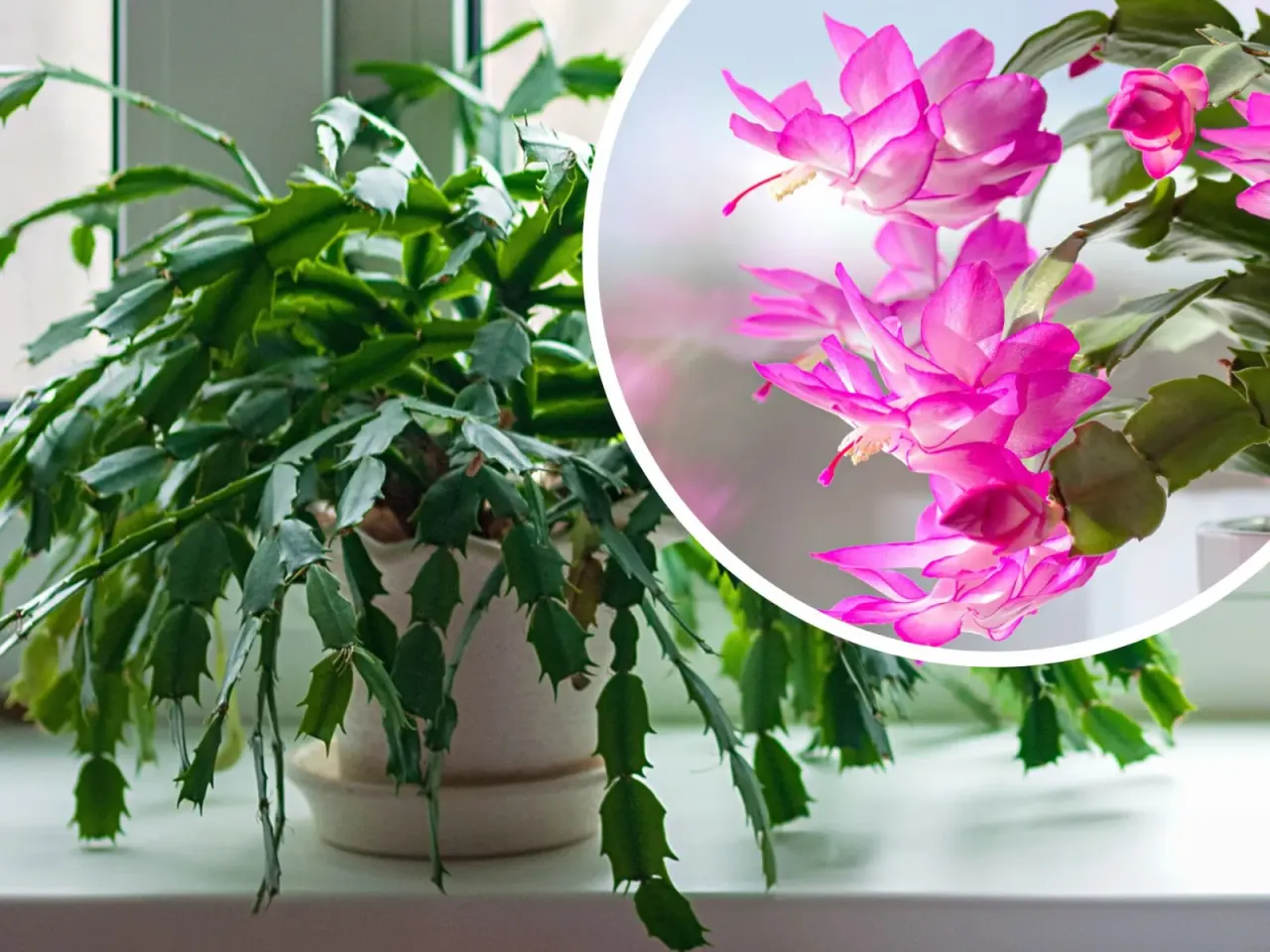 Grudnik kwitnący w doniczce