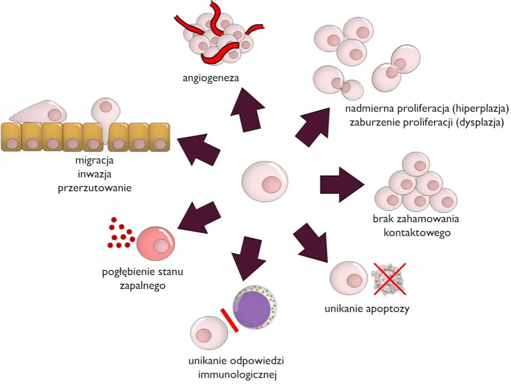 r&oacute;żne typy nowotwor&oacute;w schemat