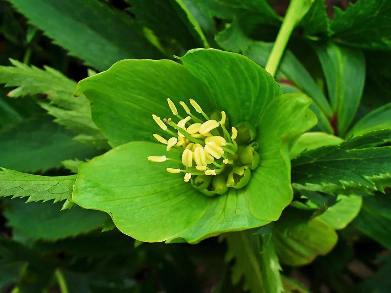 Różne odmiany ciemierników