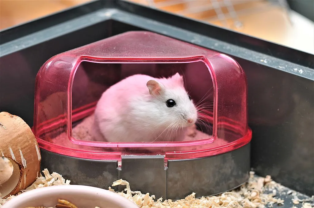 wyposażenie klatki dla chomika